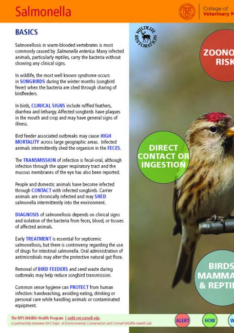 thumbnail of salmonella fact sheet