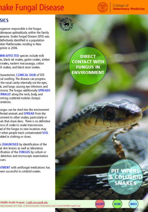 thumbnail of SFD fact sheet