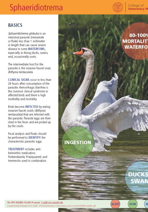 Thumbnail of fact sheet; click on image to download PDF