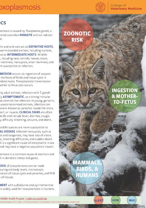 thumbnail of Toxoplasmosis fact sheet