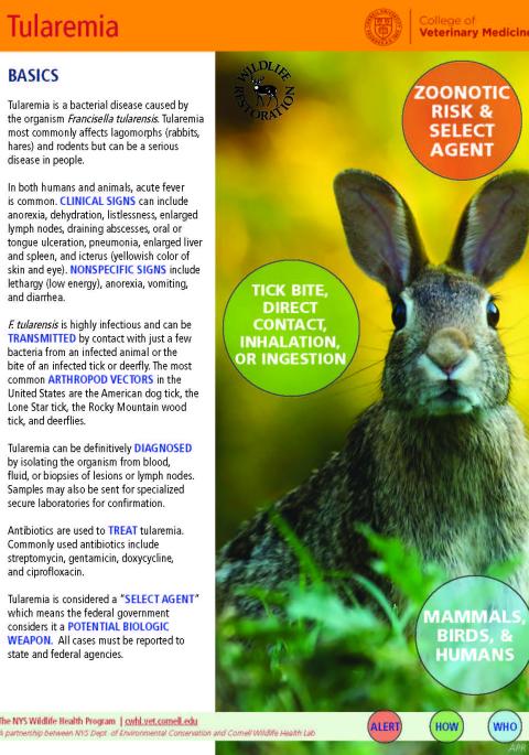 thumbnail of tularemia fact sheet