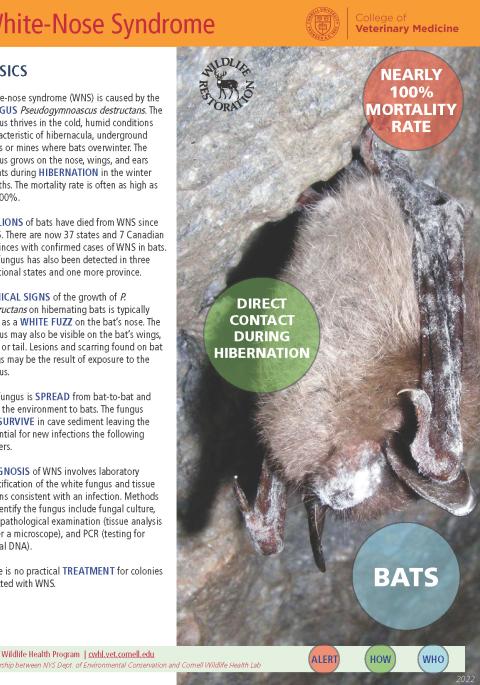 thumbnail of WNS fact sheet