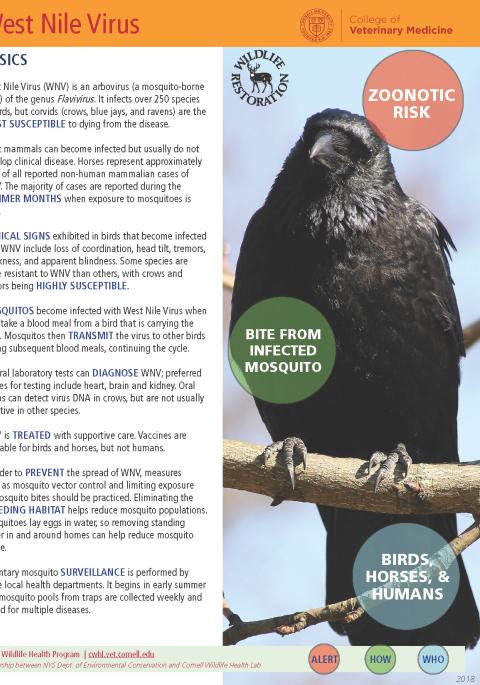 Thumbnail of fact sheet; click on image to download PDF