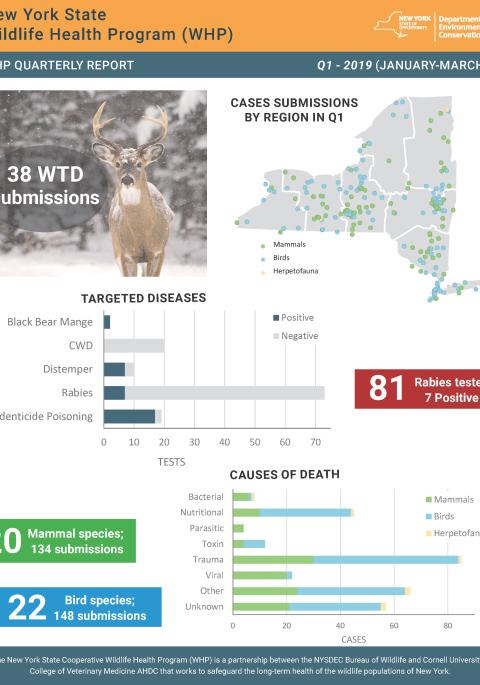 Thumbnail of NYS WHP Quarterly Report Q1 2019
