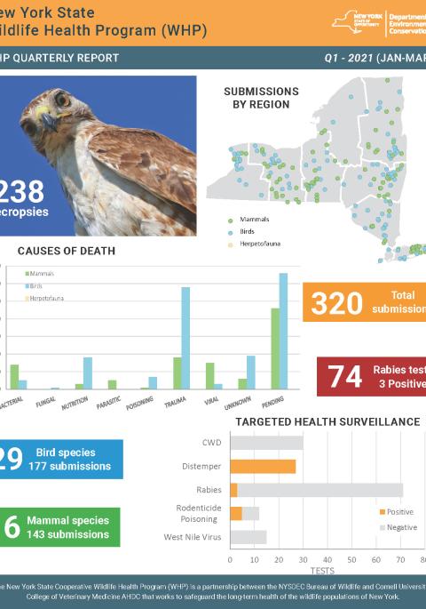 Thumbnail of NYS WHP Quarterly Report Q1 2021