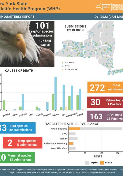 Thumbnail of NYS WHP Quarterly Report Q1 2023