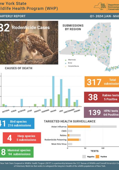 Thumbnail of NYS WHP Quarterly Report Q1 2024