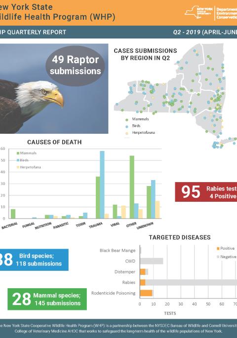 Thumbnail of NYS WHP Quarterly Report Q2 2019