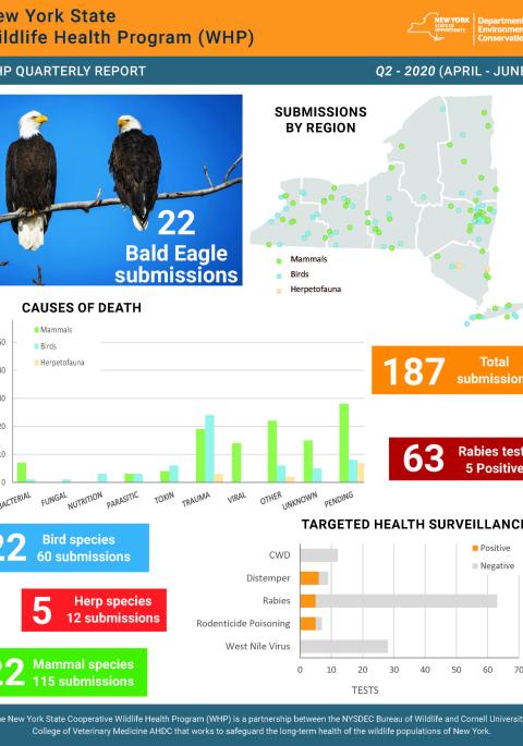 Thumbnail of NYS WHP Quarterly Report Q2 2020