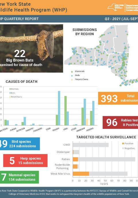 Thumbnail of NYS WHP Quarterly Report Q2 2021