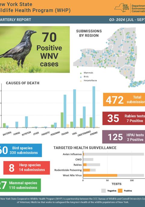 Thumbnail of report