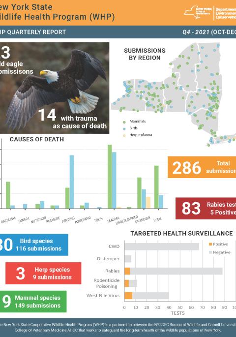 Thumbnail of NYS WHP Quarterly Report Q4 2021