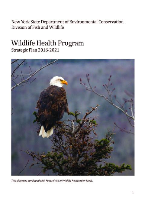Thumbnail of NYS WHP Strategic Plan 2016-2021