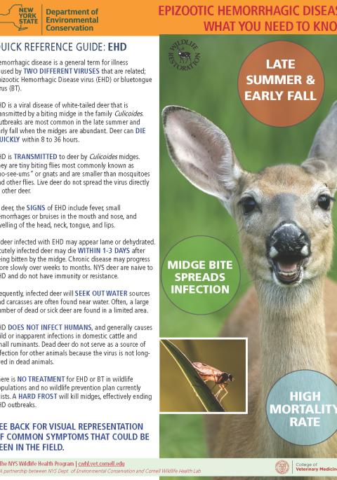 image of EEE fact sheet