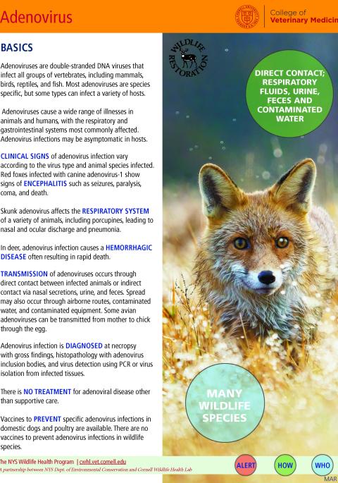 Thumbnail of fact sheet; click on image to download PDF