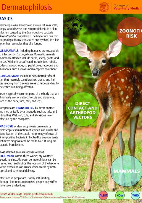 Thumbnail of fact sheet; click on image to download PDF