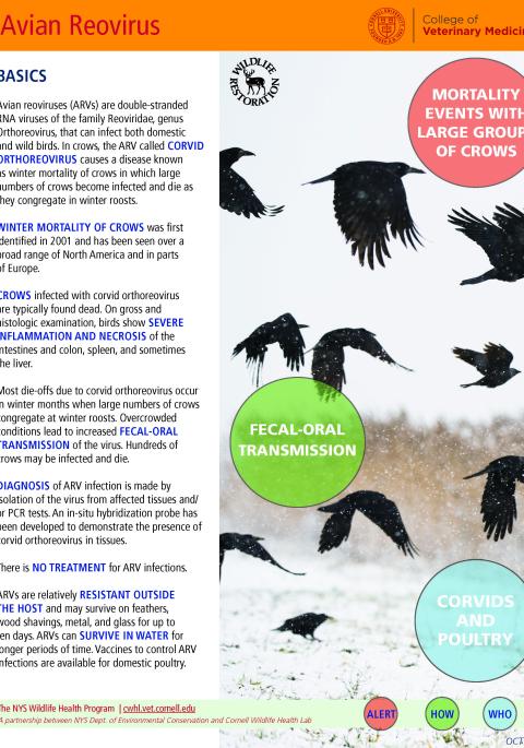 Thumbnail of fact sheet; click on image to download PDF