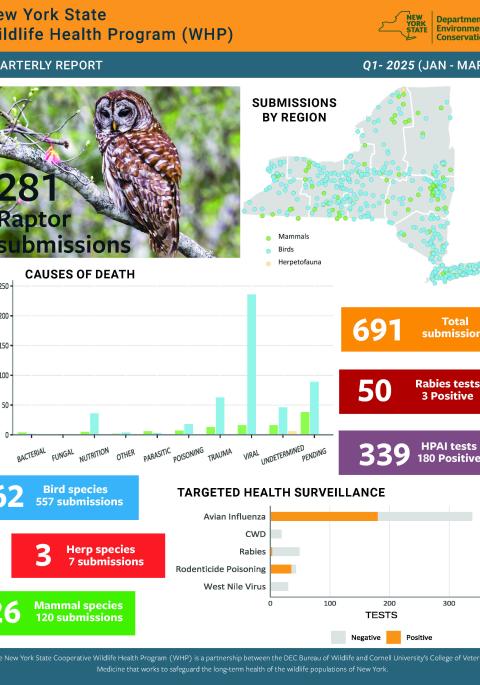 Thumbnail of NYS WHP Quarterly Report Q1 2025