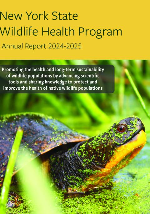 Thumbnail of report