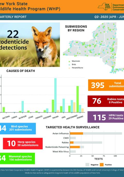 Thumbnail of report