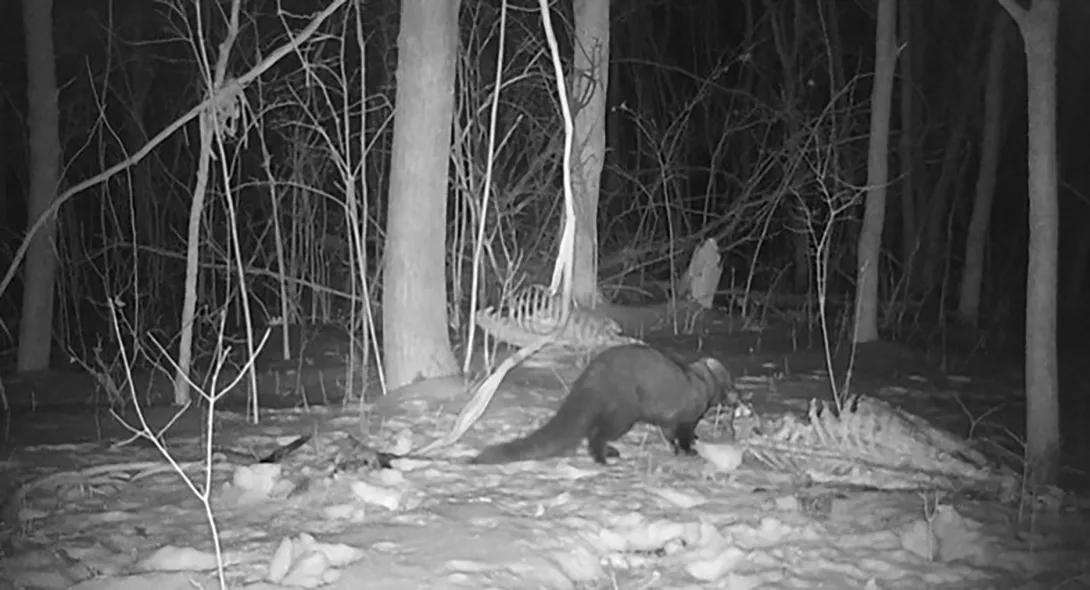 A fisher scavenging deer carcass
