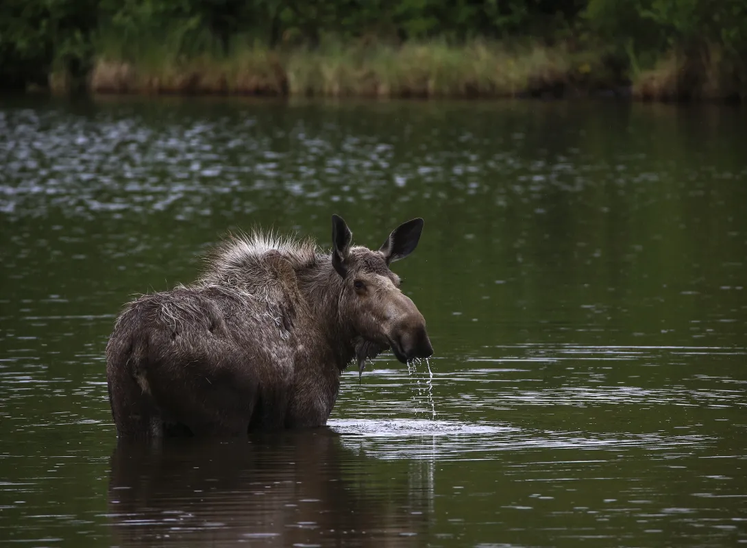 Moose looking back while standing in water