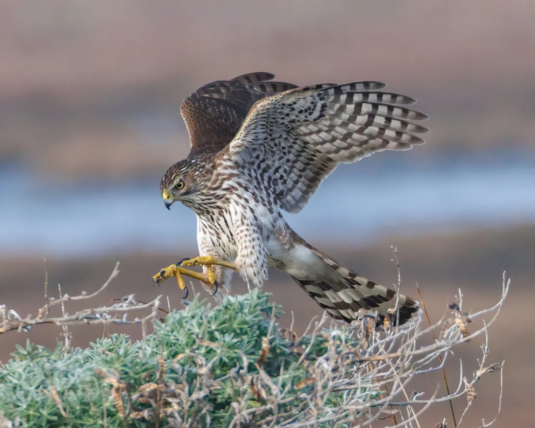 Cooper's hawk landing on shrub bush