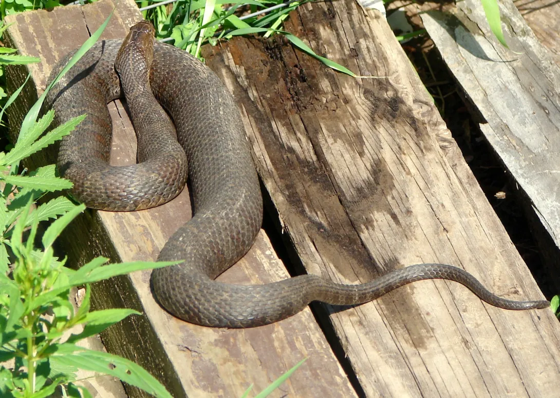Water snake lounging in the sun - technically thermoregulating!