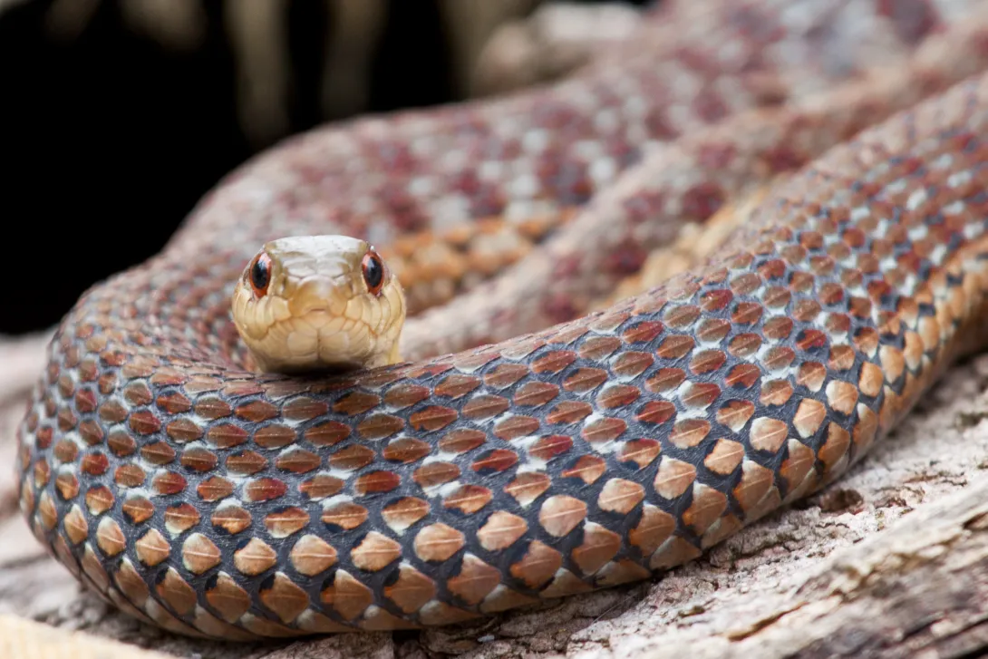 Garter snake