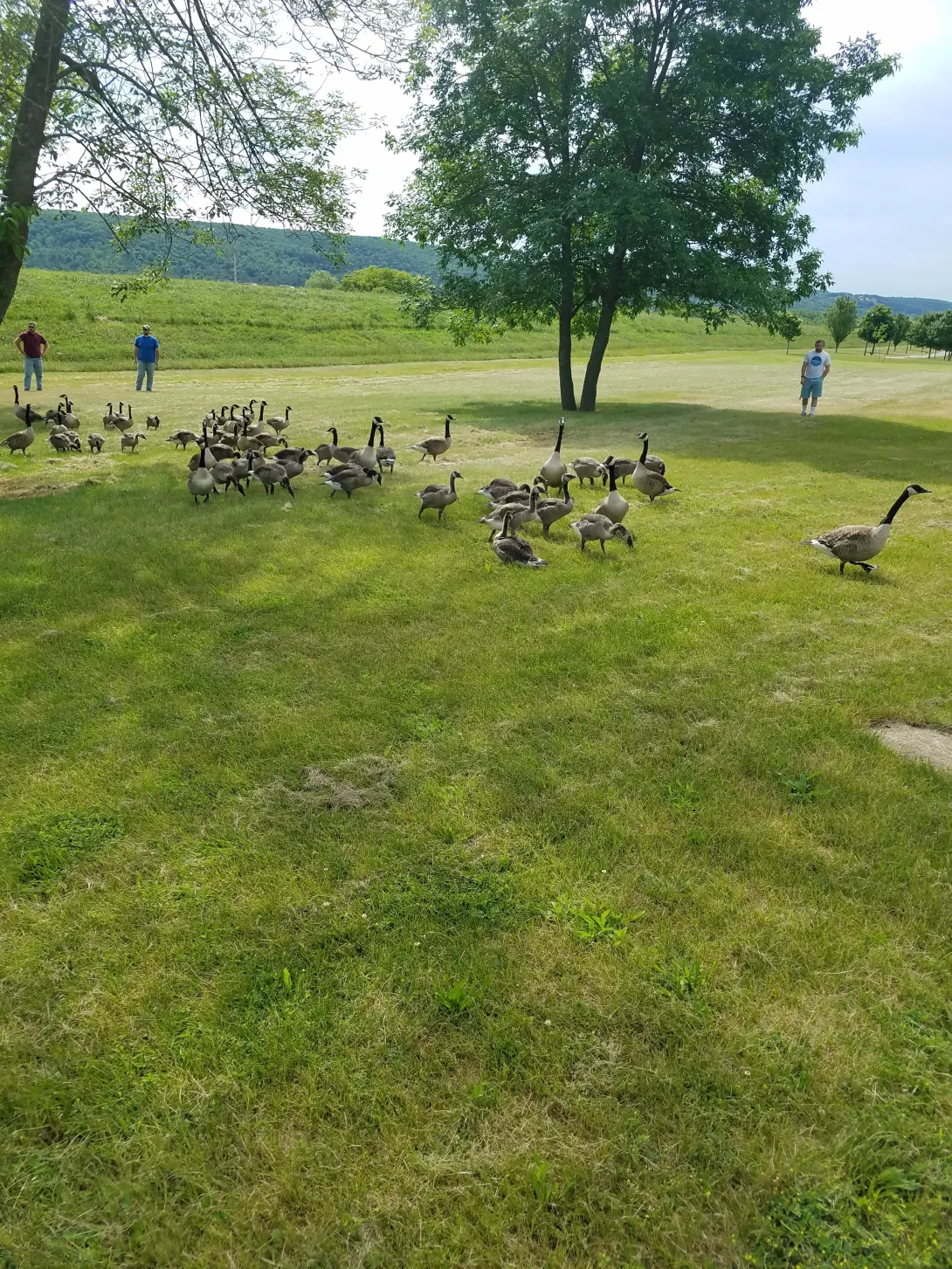 Canada goose round up