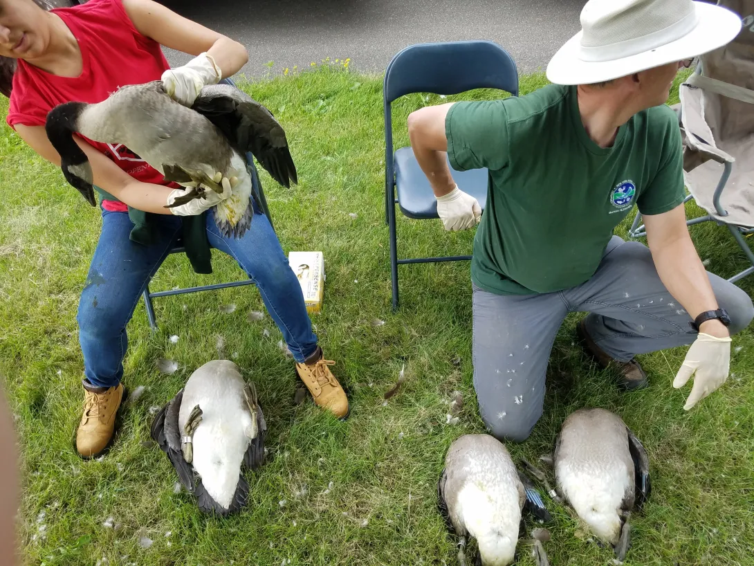 Beck learning appropriate restraint and handling techniques on wild waterfowl