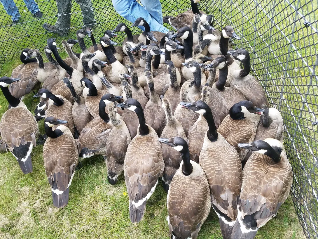 Canada geese collected and ready for health surveys and banding.