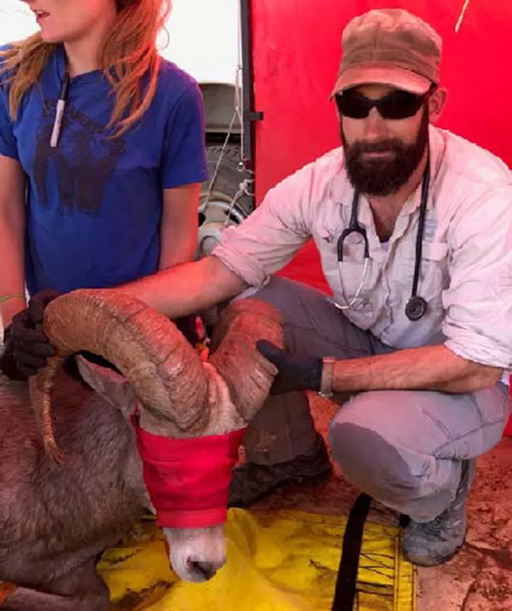 Andrew and a desert bighorn sheep 