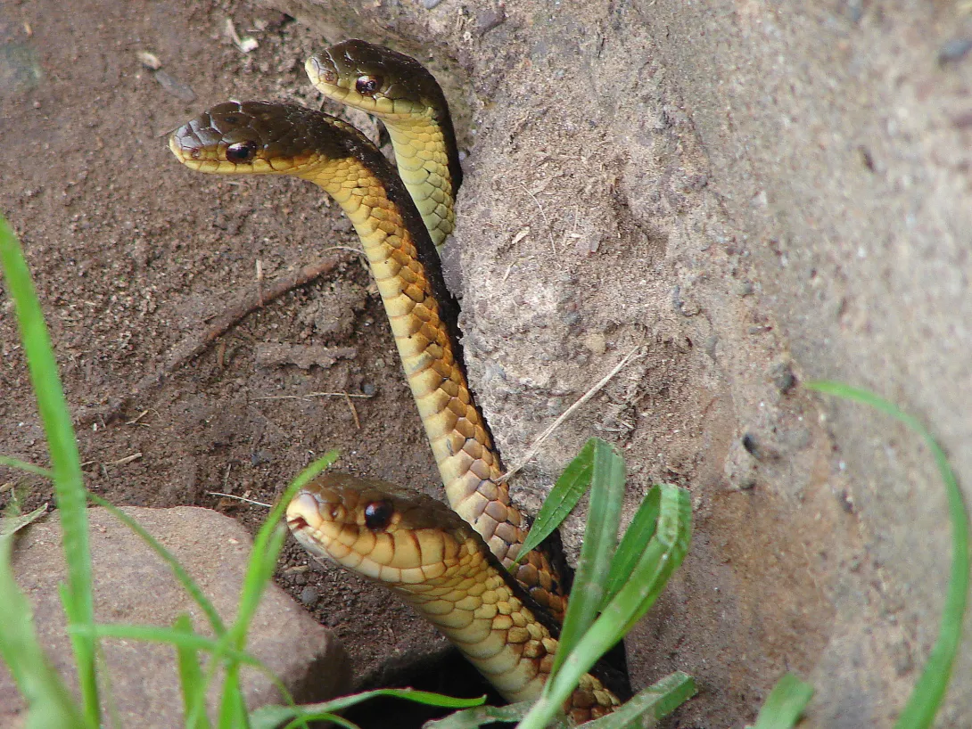 Garter snakes - the courtship begins