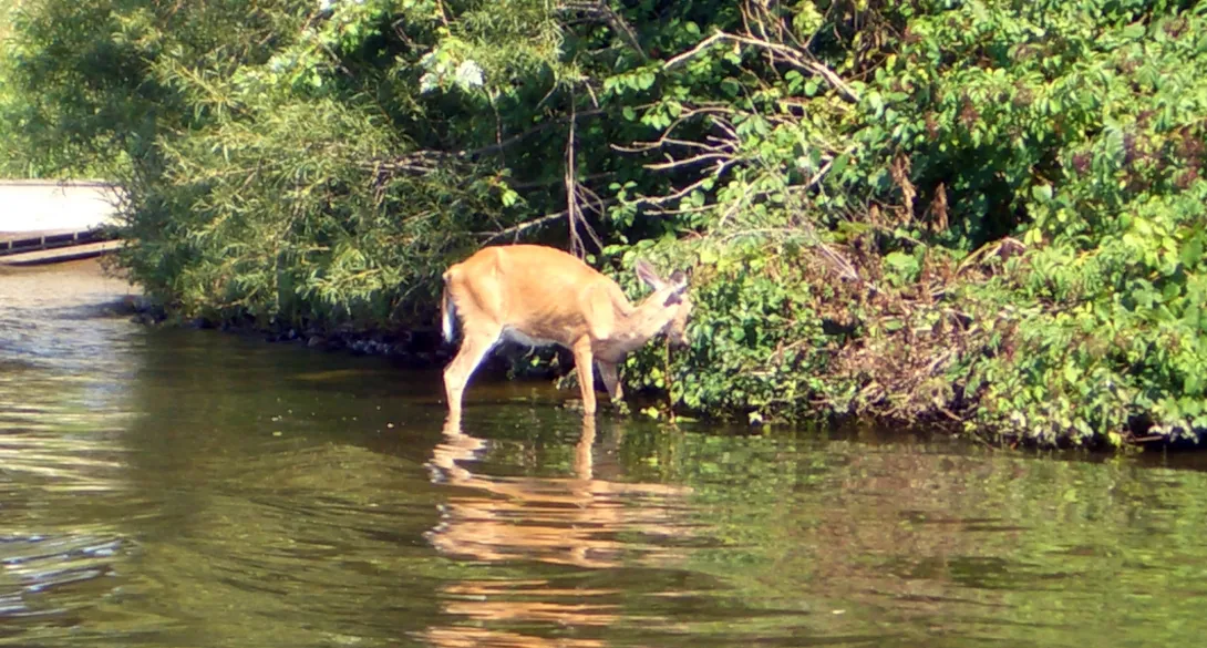 CWD infected deer in Wisconsin