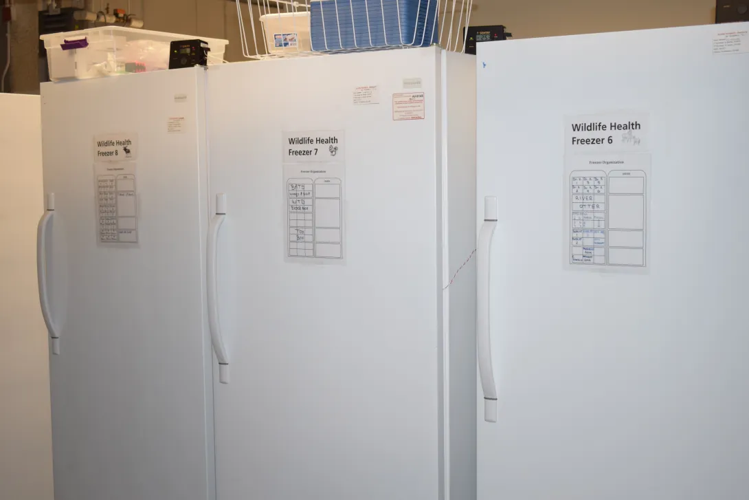 Small bank of wildlife health freezers