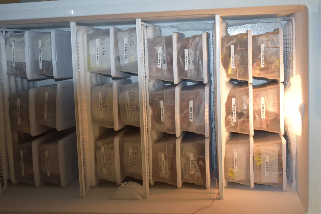 Wildlife tissue samples categorized in bins by species or date depending on project or purpose