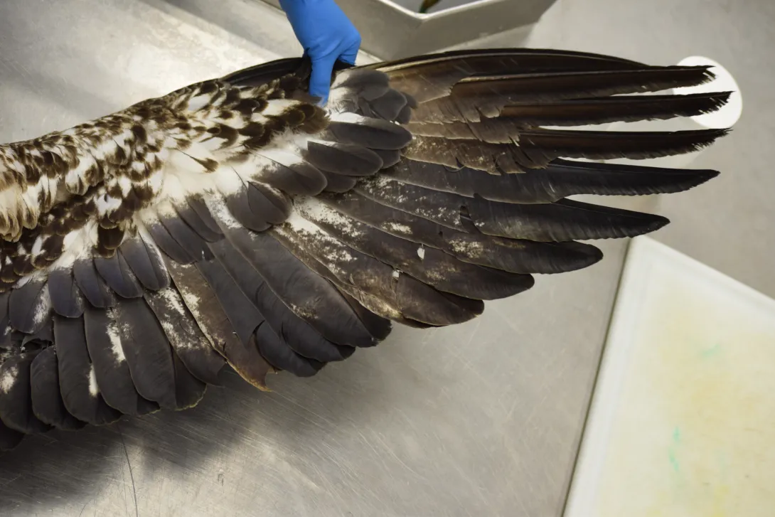 Bald eagle wing