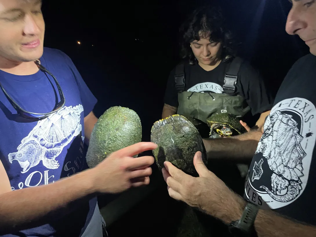 A night survey produced abundant native sliders.