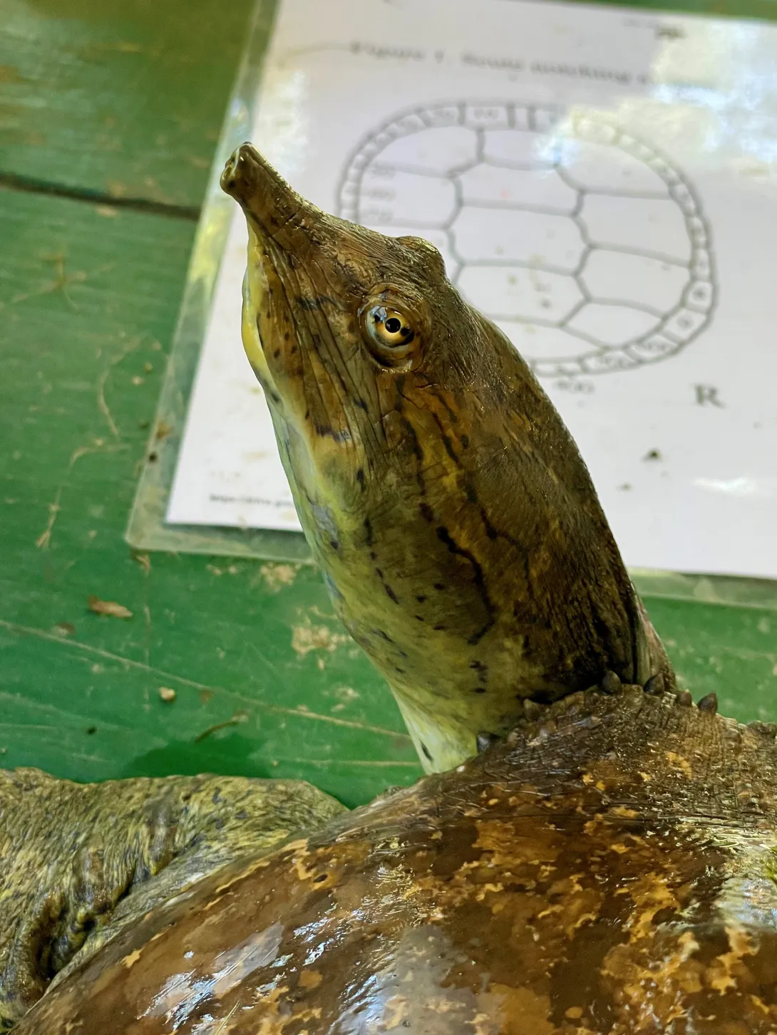 This softshell turtle was very interested in all the activity while undergoing its hands-on examination.