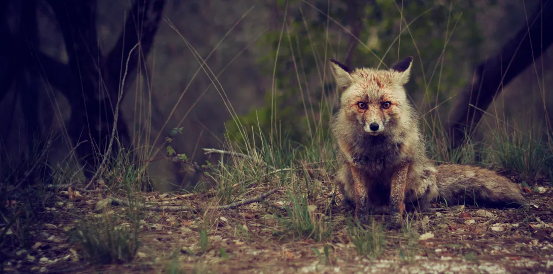 scruffy red fox at the edge of the woods