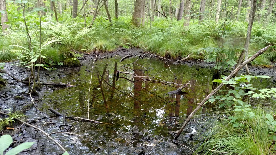 Vernal pool in Tompkins County