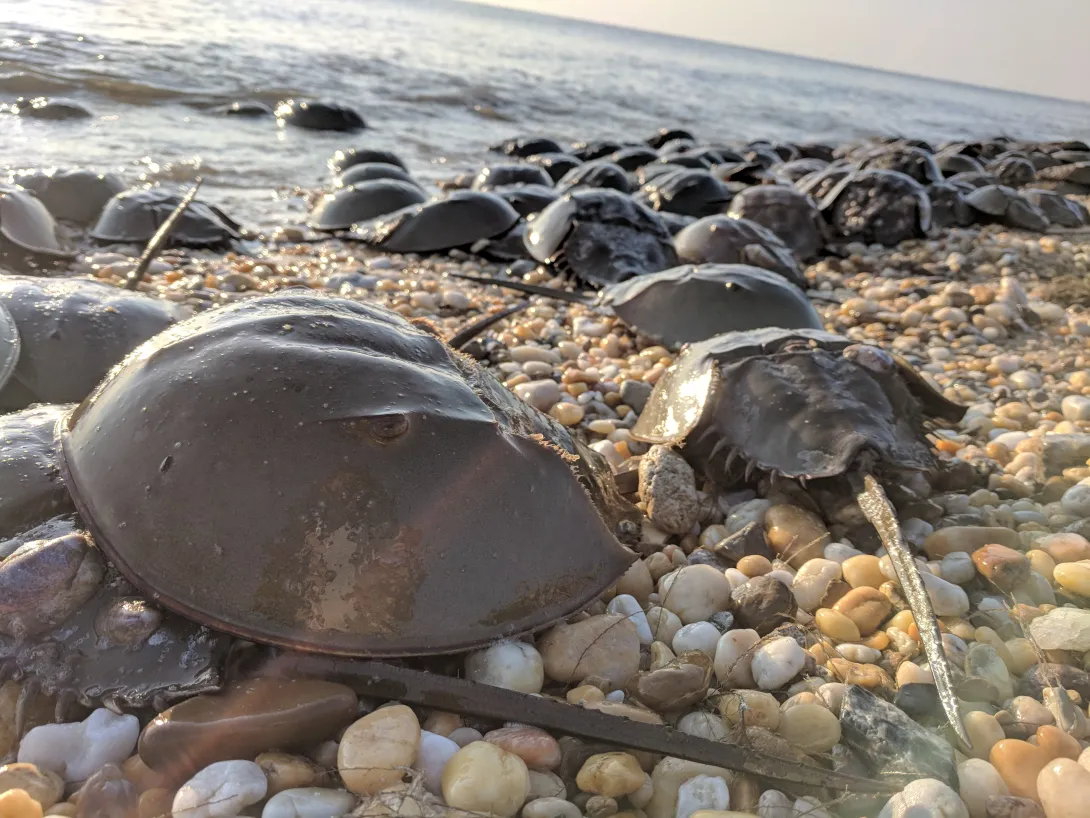 Horseshoe crabs at the beach