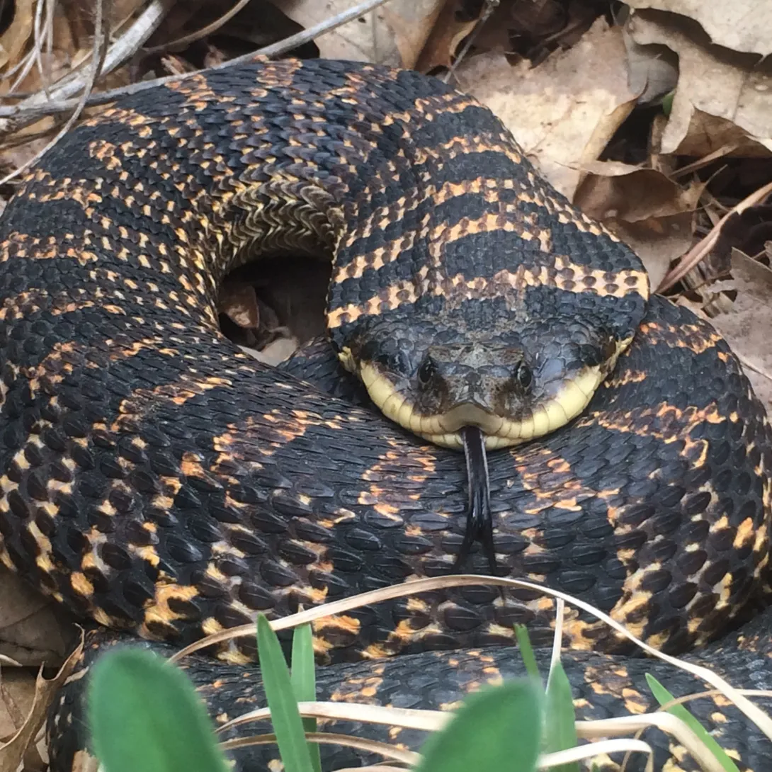 Hognose snake 