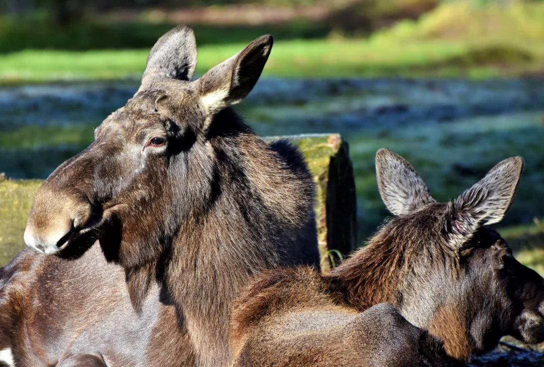 Moose in the wild