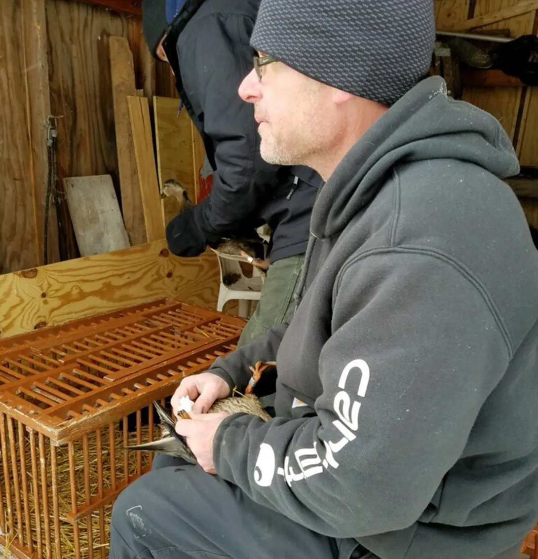 DEC Wildlife Biologist Frank Morlock showing prep handling of a mallard duck for blood draw