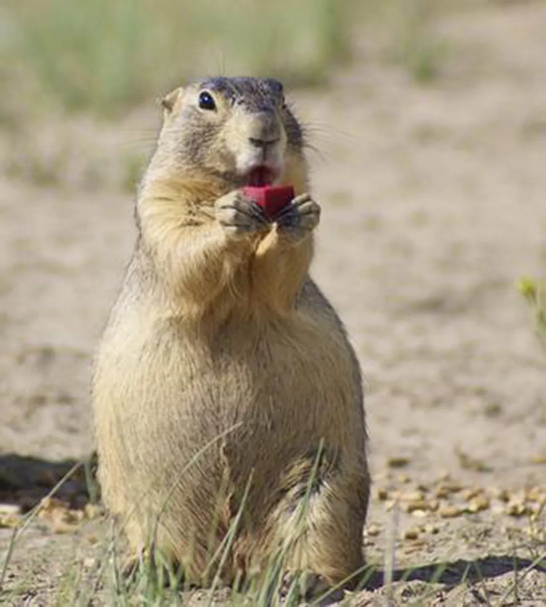 Gunnison's prairie dog eating bait with sylvatic plague vaccine 