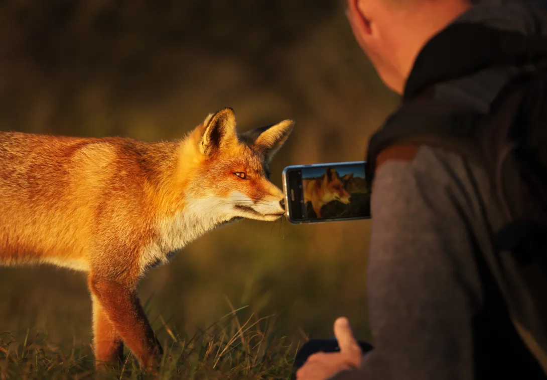 Is the red fox selfie worth the risk of being this close to a wild animal that is a known rabies vector?