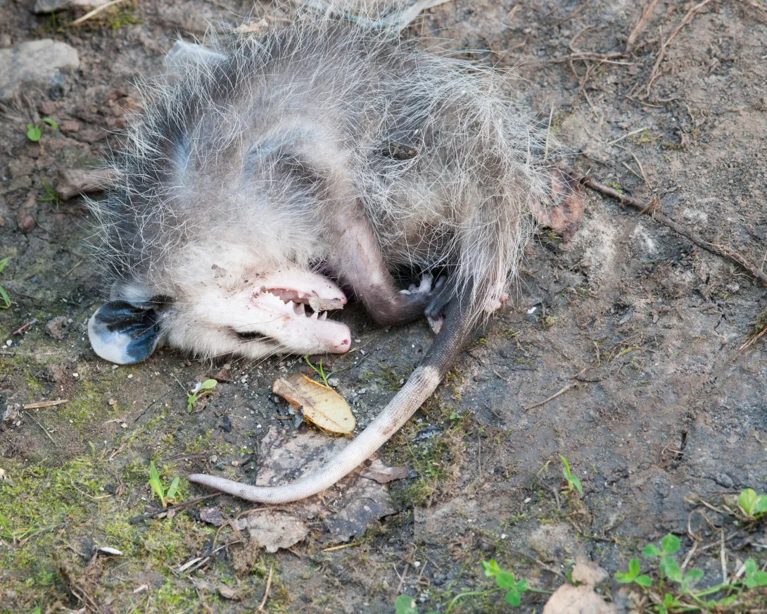 Playing possum! This youngster is not dead, just playing dead - he either got startled or felt threatened and boom - death feigning opossum.