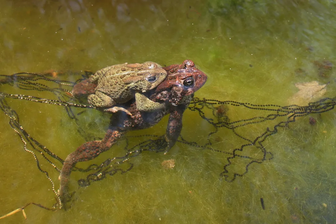 eastern American toads mating in water